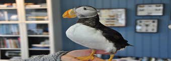 The Westman Islands - Sæheimar Museum and the Puffins - Closed with a new Home at Sea Life Trust