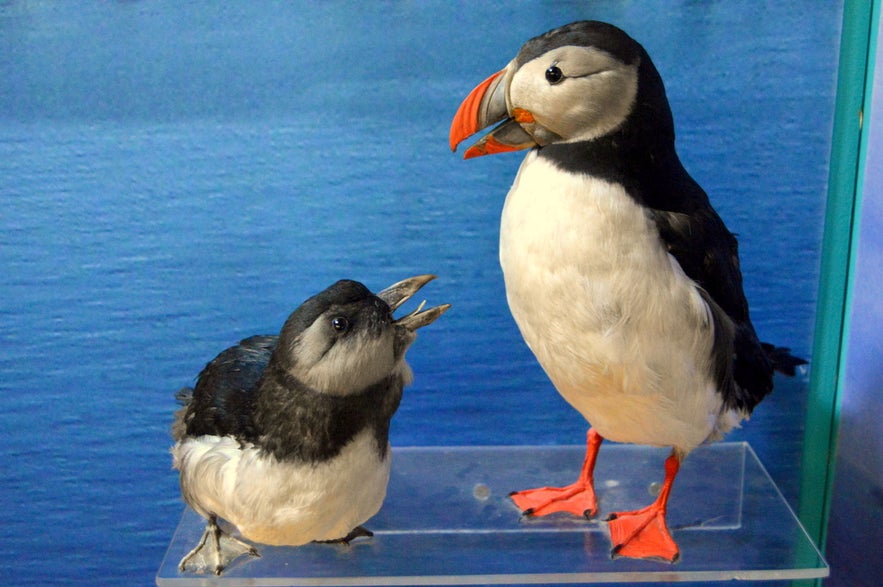 Puffins at the Sæheimar museum