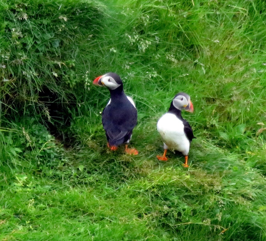 Puffins in the Westman islands