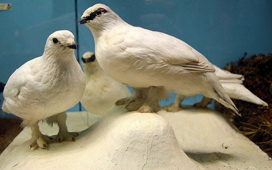 The ptarmigan in winter clothes