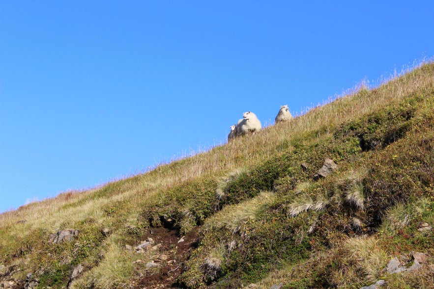 Gathering Sheep in Árneshreppur