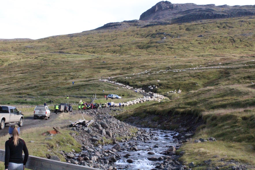 Gathering Sheep in Árneshreppur