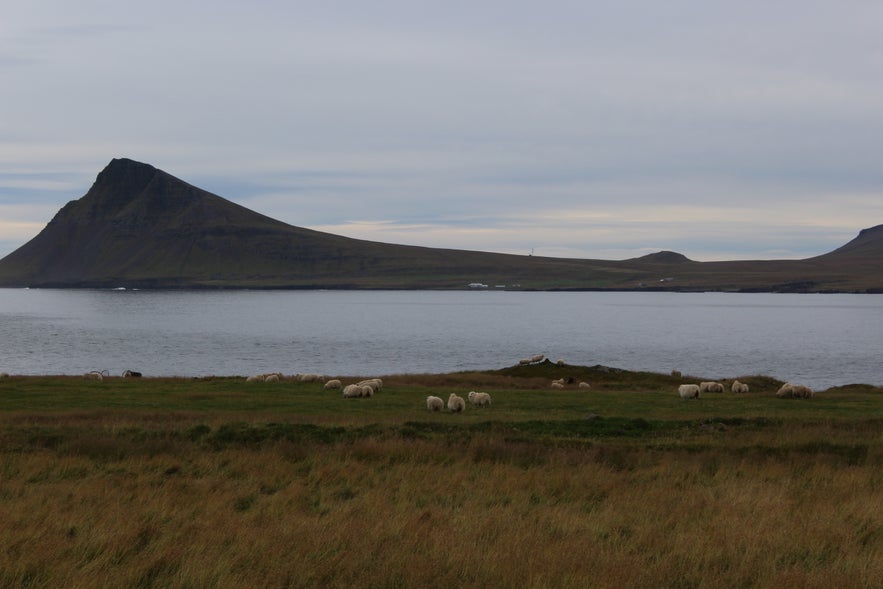 Gathering Sheep in Árneshreppur