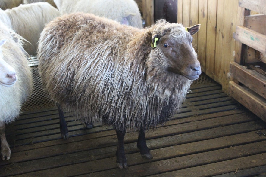 Gathering Sheep in Árneshreppur