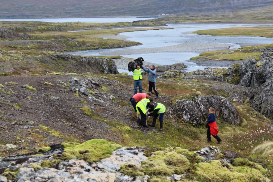 Gathering Sheep in Árneshreppur