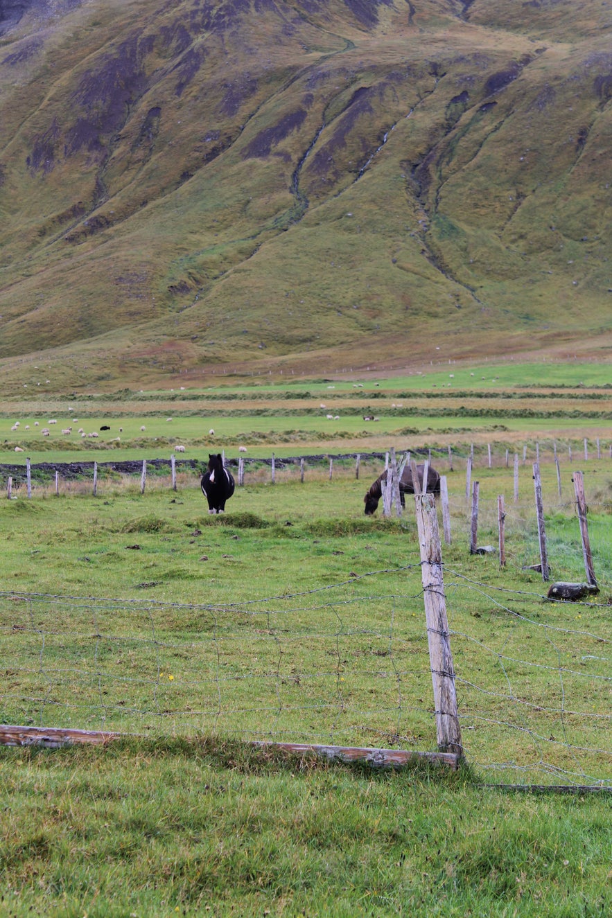 Gathering Sheep in Árneshreppur