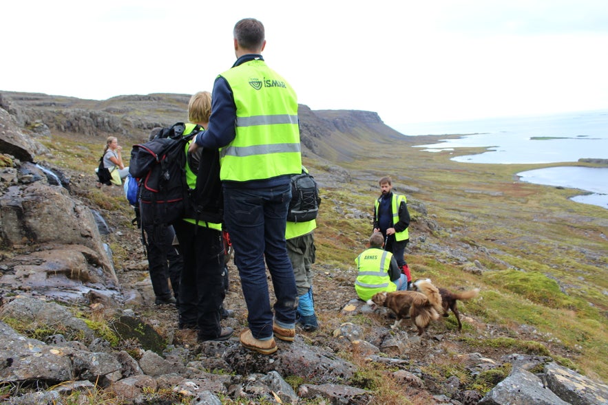 Gathering Sheep in Árneshreppur