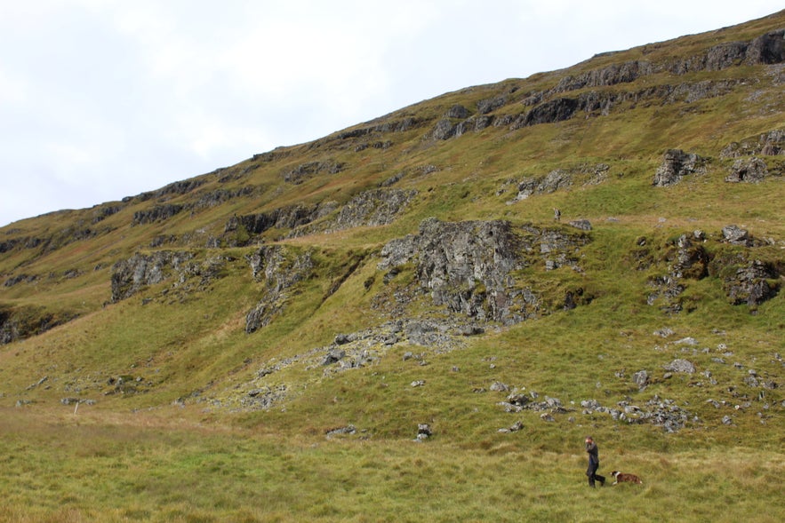 Gathering Sheep in Árneshreppur