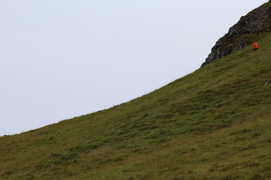 Gathering Sheep in Árneshreppur