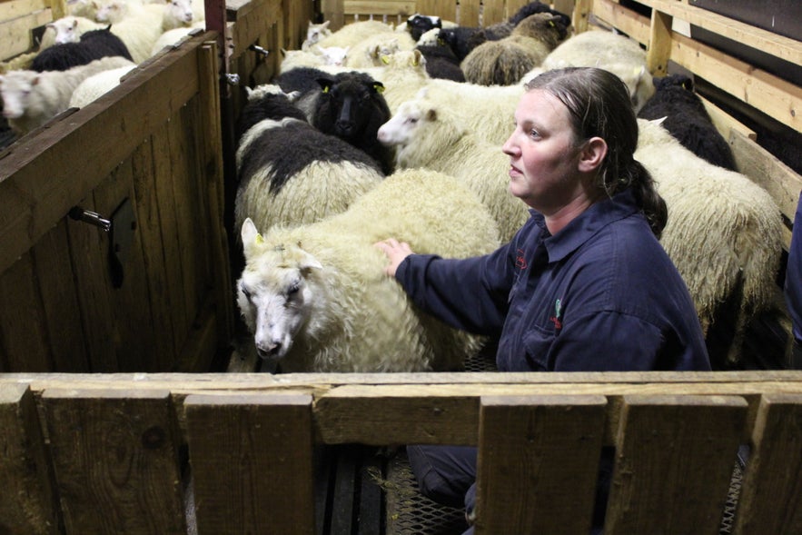 Gathering Sheep in Árneshreppur