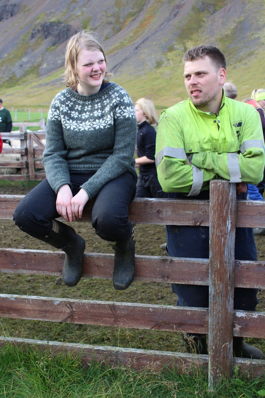 Gathering Sheep in Árneshreppur