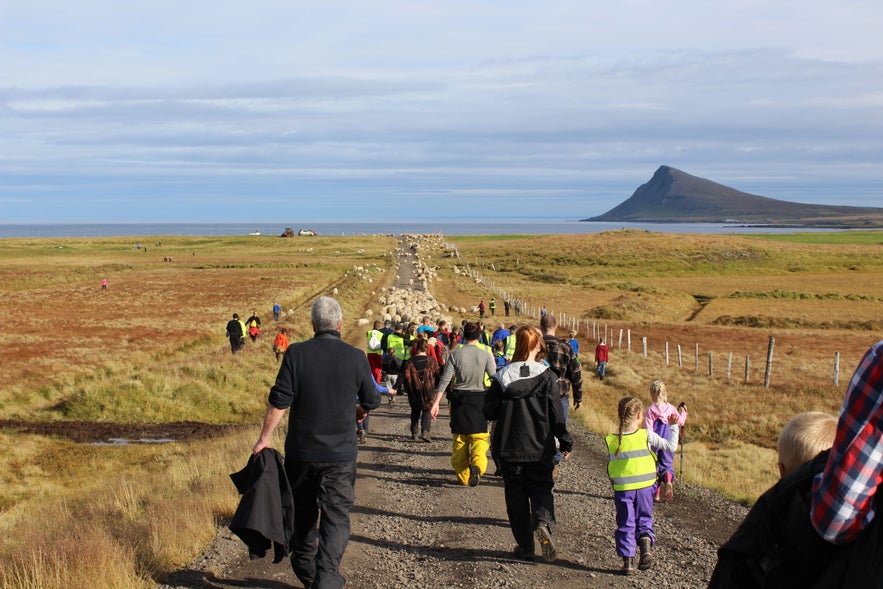 Gathering Sheep in Árneshreppur