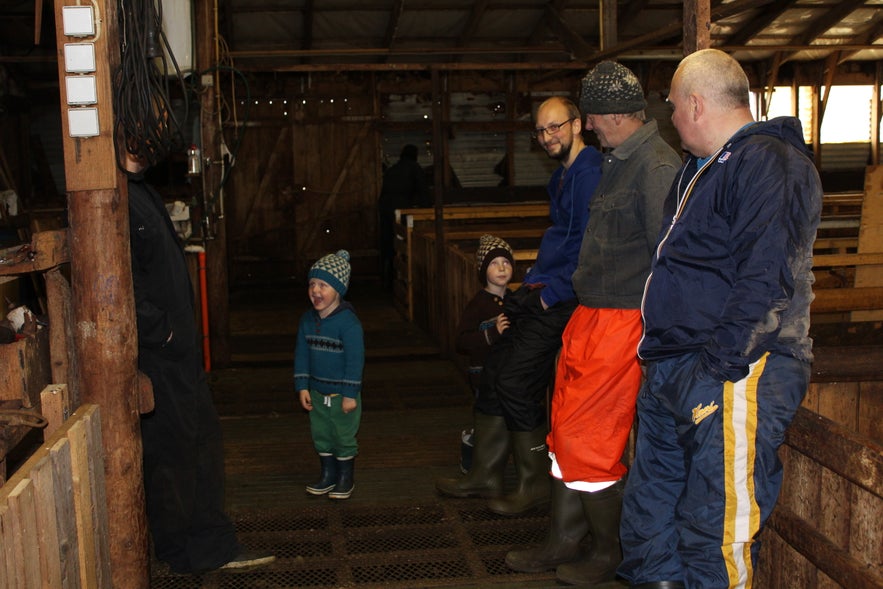 Gathering Sheep in Árneshreppur