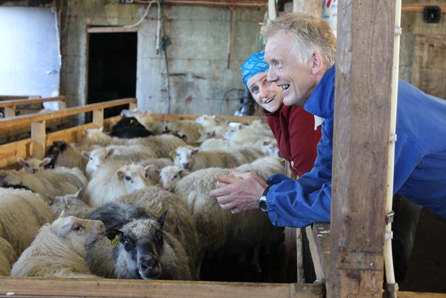 Gathering Sheep in Árneshreppur