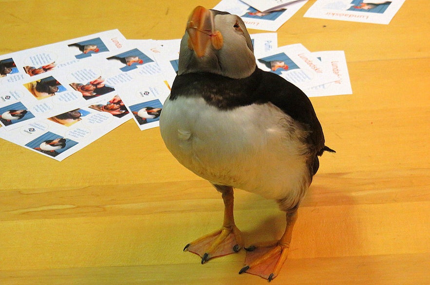 Puffins at Sæheimar museum