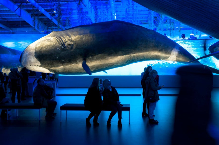 Whales of Iceland museum