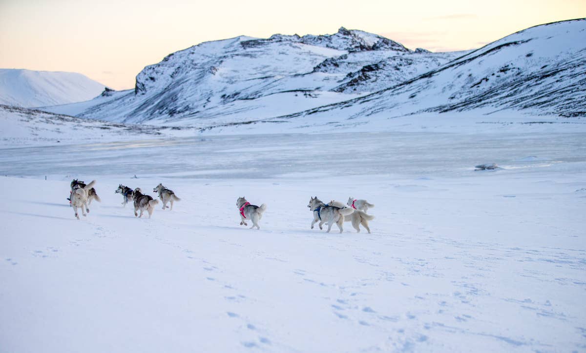 Husky Riding Reykevic Spannende Karrentocht van 1 Uur met Siberische Husky's vlakbij ...