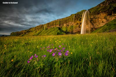 La cascade de Seljalandsfoss sur la côte sud de l’Islande, avec une prairie verte et des fleurs sauvages au premier plan.