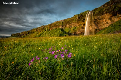 The Seljalandsfoss waterfall on Iceland's South Coast, with a green meadow and wild flowers in the foreground.