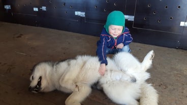 Sibirsk husky som brukes til hundekjøring på Island, elsker barn og magekosing.