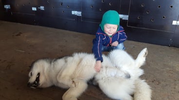 A los huskies siberianos que se utilizan en los paseos en trineo por Islandia les encantan los niños y las caricias.