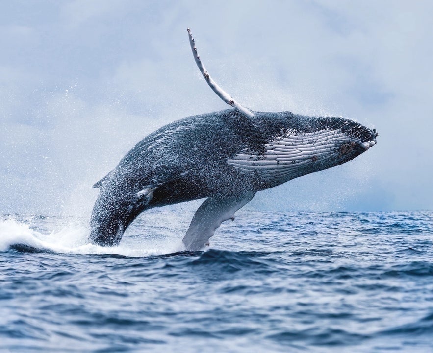 Whales in Faxafloi bay in central Reykjavik, Iceland