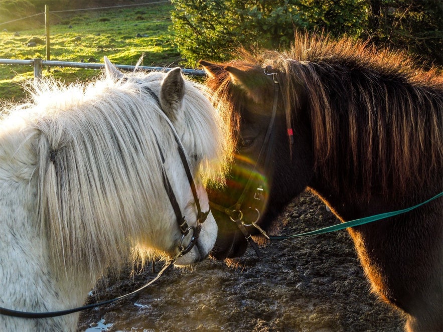 Icelandic horses