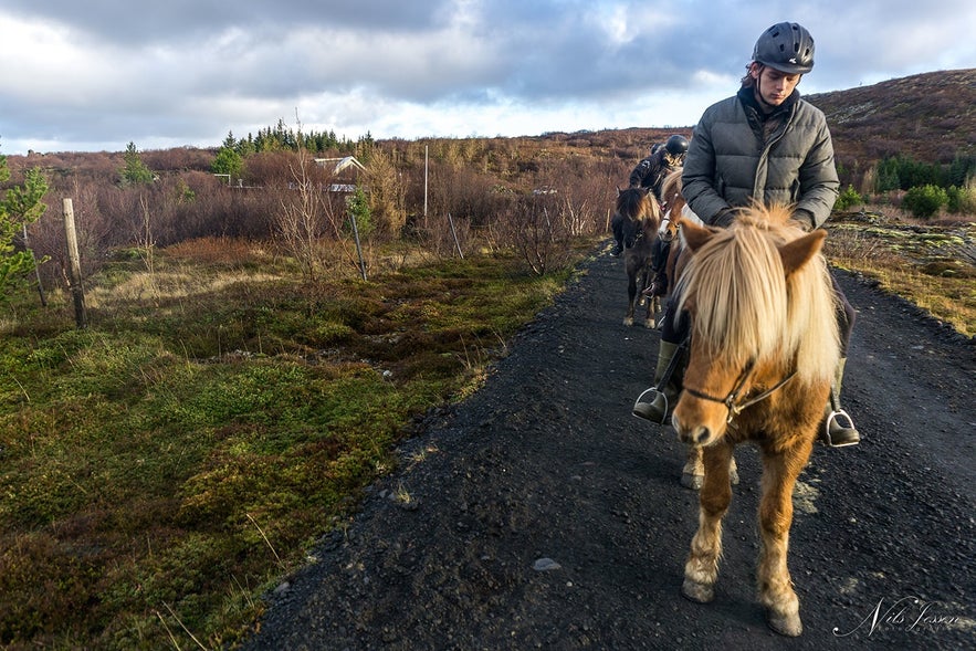 Icelandic Horses