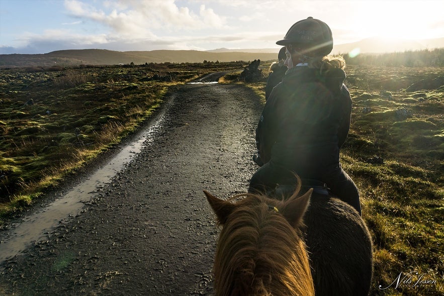 Icelandic horses