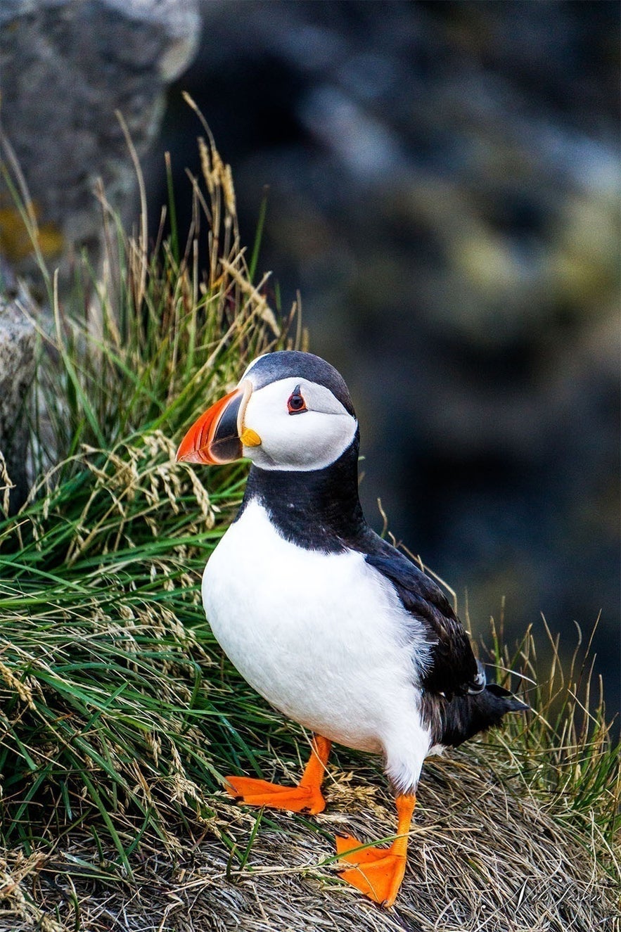 puffin-1