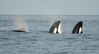 Der beste Ort in Island, um Orcas zu sehen, sind die Westmännerinseln.