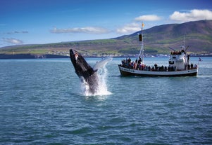 Minke whales are incredibly acrobatic animals and they regularly put on a show on whale watching tours.