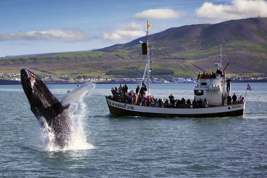 Valskådning i Húsavík på norra Island