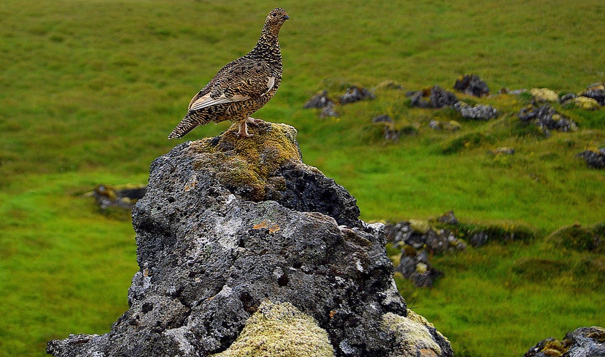 A ptarmigan at Gufuskálar