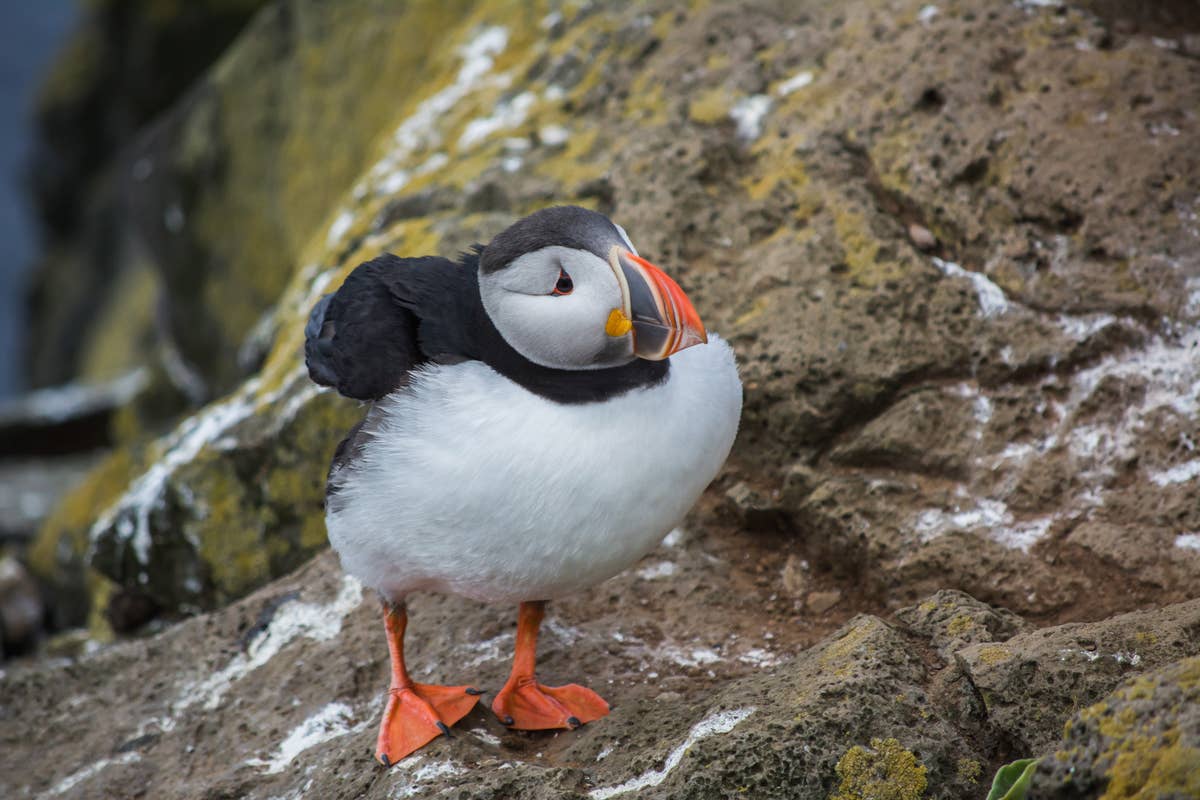 Bas Brand | Guide to Iceland