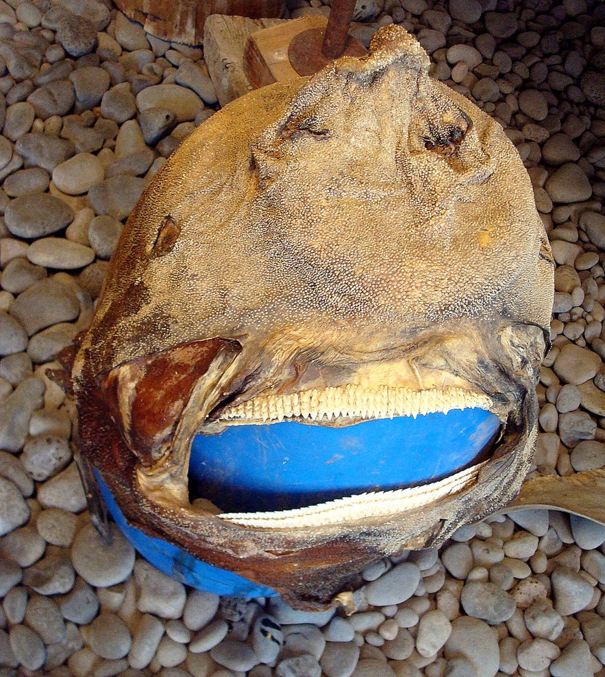 Inside the Shark Museum Hákarlasafnið at Snæfellsnes