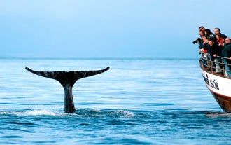 Original 3.5 Hour Whale Watching & Puffin Island Wildlife Boat Tour from Husavik