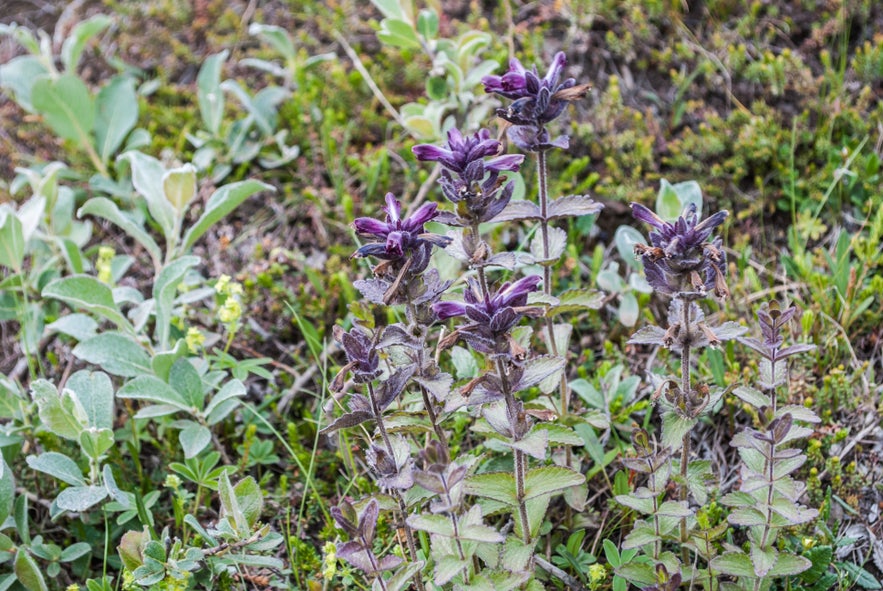 Flowers