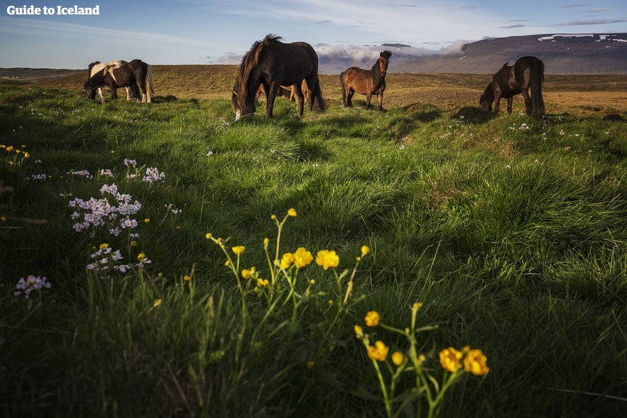 Tijdens het kamperen op het platteland van IJsland zullen bezoekers zeker een aantal vriendelijke inheemse paarden tegenkomen