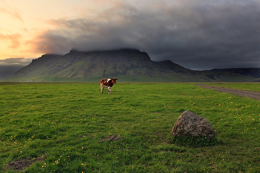 Iceland makes some amazing ice cream using dairy from the Icelandic cow