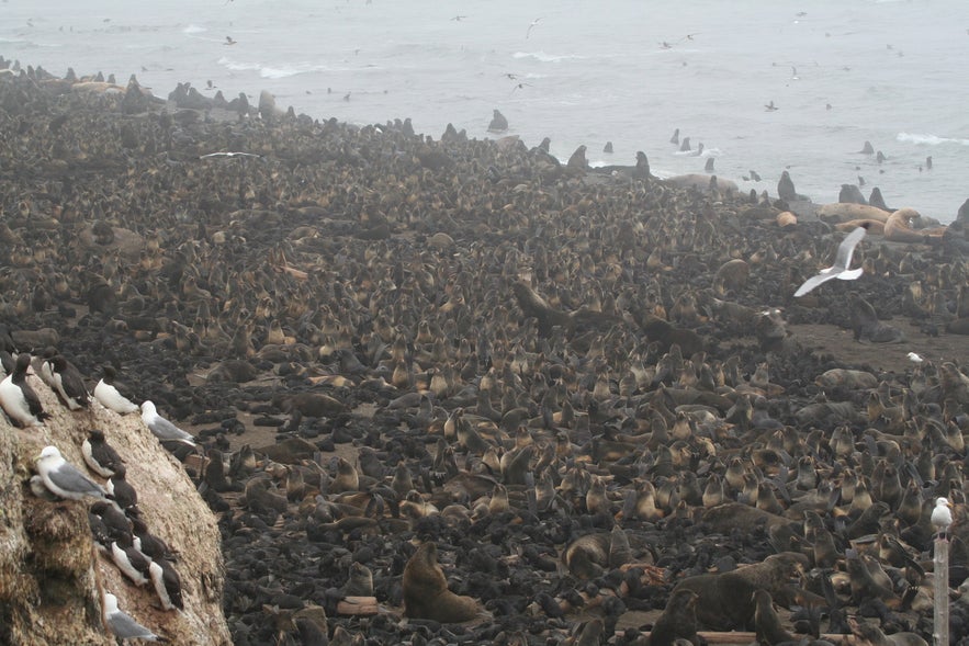 壮观无比的海豹群和海狮群