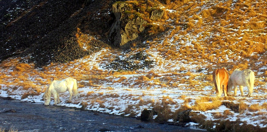 Icelandic horses by Kvernufoss