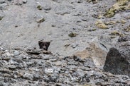 Day 8 of 3 week Iceland trip, fox and puffins