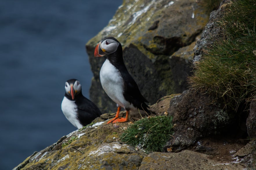 Day 8 of 3 week Iceland trip, fox and puffins