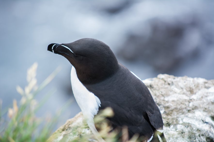 Day 8 of 3 week Iceland trip, fox and puffins