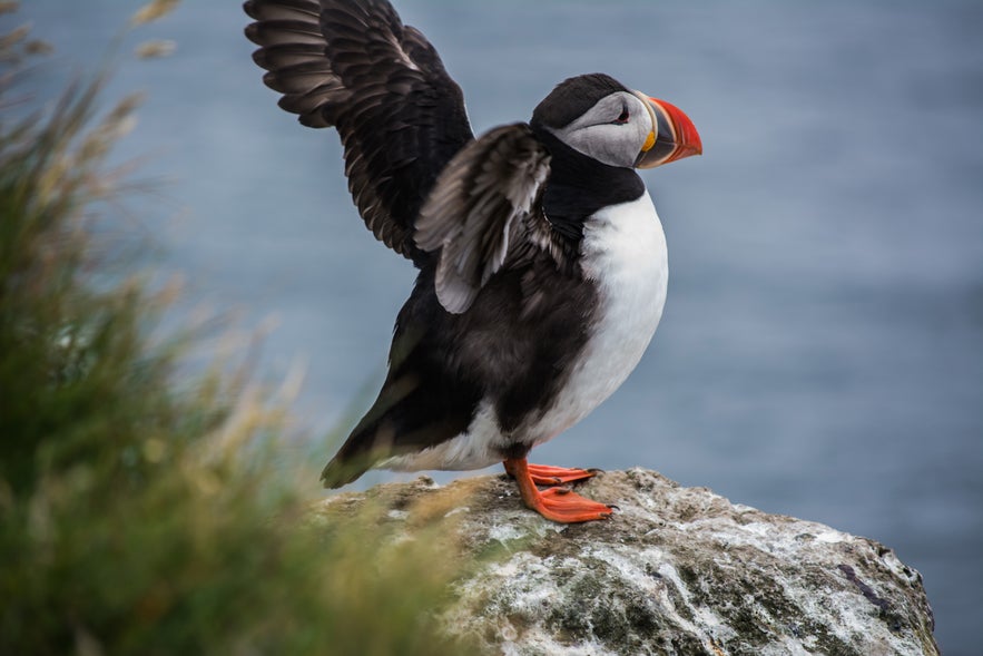 Day 8 of 3 week Iceland trip, fox and puffins