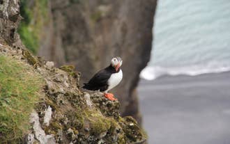 Les macareux nichent sur les hautes falaises du sud de l’Islande, offrant une scène typiquement islandaise lors de la visite.