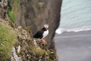 Visite de 8 heures dans le Sud de l'Islande avec Cascades, Plages de Sable noir, Vik & Dyrholaey dans une Mercedes Benz de Luxe