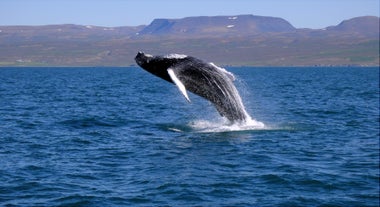 Whales regurarly breach the coastal waters around Iceland, creating stunning visual displays.