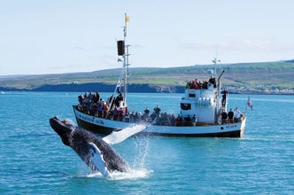 Humpback whales are just one out of twenty different species that live in the coastal waters around Iceland.